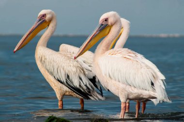 Atlantik Okyanusu kıyısında canlı bir gökyüzüne karşı duran büyük Afrika pelikanları. Doğanın ve sahil kuşlarının güzelliğini yansıtan çarpıcı bir vahşi yaşam sahnesi.