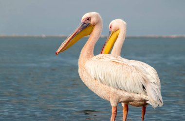 Atlantik Okyanusu kıyısında canlı bir gökyüzüne karşı duran büyük Afrika pelikanları. Doğanın ve sahil kuşlarının güzelliğini yansıtan çarpıcı bir vahşi yaşam sahnesi.