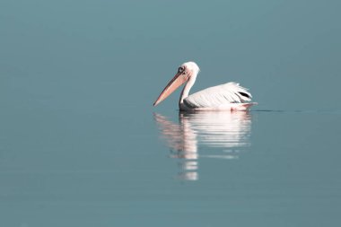 Afrika vahşi kuşları. Güneşli bir günde mavi bir gölde yalnız beyaz bir pelikan.
