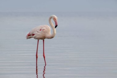 Büyük bir flamingo, canlı bir gökyüzünün altındaki mavi bir gölde zarafetle duruyor. Huzurlu ve büyüleyici vahşi yaşam sahnesi doğa ve seyahat projeleri için mükemmel.