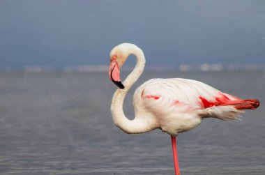 Büyük bir flamingo, canlı bir gökyüzünün altındaki mavi bir gölde zarafetle duruyor. Huzurlu ve büyüleyici vahşi yaşam sahnesi doğa ve seyahat projeleri için mükemmel.