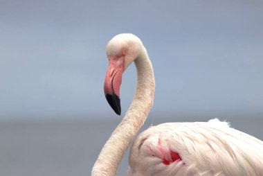 A close up of a majestic flamingo against a clear blue sky. This detailed shot highlights the birds vibrant pink feathers, making it perfect for wildlife, nature, and conservation projects clipart