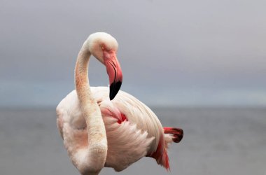 Açık mavi gökyüzüne karşı görkemli bir flamingo. Bu detaylı çekim kuşların canlı pembe tüylerini ön plana çıkarıyor, vahşi yaşam, doğa ve koruma projeleri için mükemmel hale getiriyor.
