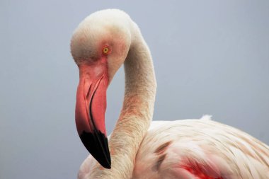 Açık mavi gökyüzüne karşı görkemli bir flamingo. Bu detaylı çekim kuşların canlı pembe tüylerini ön plana çıkarıyor, vahşi yaşam, doğa ve koruma projeleri için mükemmel hale getiriyor.