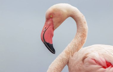 Açık mavi gökyüzüne karşı görkemli bir flamingo. Bu detaylı çekim kuşların canlı pembe tüylerini ön plana çıkarıyor, vahşi yaşam, doğa ve koruma projeleri için mükemmel hale getiriyor.