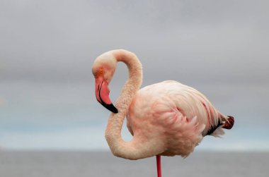Açık mavi gökyüzüne karşı görkemli bir flamingo. Bu detaylı çekim kuşların canlı pembe tüylerini ön plana çıkarıyor, vahşi yaşam, doğa ve koruma projeleri için mükemmel hale getiriyor.