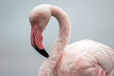 Açık mavi gökyüzüne karşı görkemli bir flamingo. Bu detaylı çekim kuşların canlı pembe tüylerini ön plana çıkarıyor, vahşi yaşam, doğa ve koruma projeleri için mükemmel hale getiriyor.