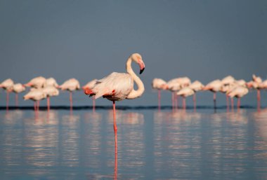 Pembe flamingoların göz kamaştırıcı manzarası sakin bir göl kenarında parlak mavi bir gökyüzünün altında duruyor. Doğa, vahşi yaşam ve egzotik kuşların güzelliğini gösteren seyahat projeleri için mükemmel.