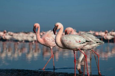 Pembe flamingoların göz kamaştırıcı manzarası sakin bir göl kenarında parlak mavi bir gökyüzünün altında duruyor. Doğa, vahşi yaşam ve egzotik kuşların güzelliğini gösteren seyahat projeleri için mükemmel.
