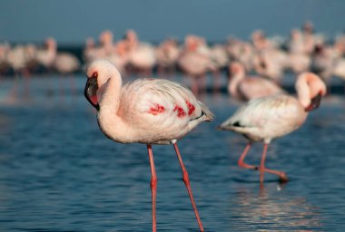 Pembe flamingoların göz kamaştırıcı manzarası sakin bir göl kenarında parlak mavi bir gökyüzünün altında duruyor. Doğa, vahşi yaşam ve egzotik kuşların güzelliğini gösteren seyahat projeleri için mükemmel.
