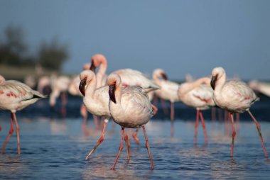 Pembe flamingoların göz kamaştırıcı manzarası sakin bir göl kenarında parlak mavi bir gökyüzünün altında duruyor. Doğa, vahşi yaşam ve egzotik kuşların güzelliğini gösteren seyahat projeleri için mükemmel.