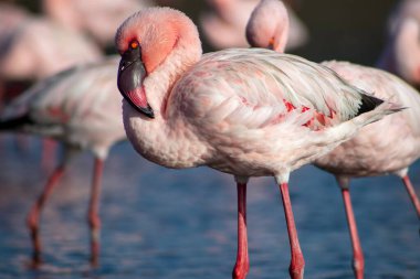 Afrika vahşi kuşları. Mavi gölde parlak gökyüzüne karşı pembe flamingo sürüsü