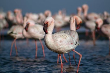 Afrika vahşi kuşları. Mavi gölde parlak gökyüzüne karşı pembe flamingo sürüsü