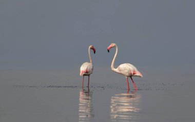 Afrika vahşi kuşları. Sabah mavi gölde iki büyük flamingo.