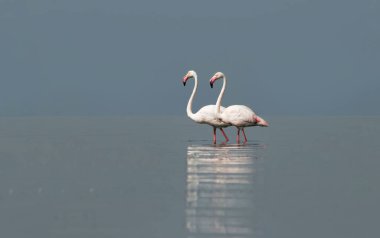 Afrika vahşi kuşları. Sabah mavi gölde iki büyük flamingo.