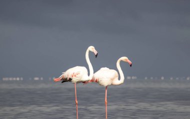 Vahşi Afrika kuşları. Mavi gölün etrafında parlak gökyüzüne karşı yürüyen iki büyük Afrikalı flamingo.
