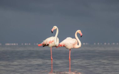 Vahşi Afrika kuşları. Mavi gölün etrafında parlak gökyüzüne karşı yürüyen iki büyük Afrikalı flamingo.