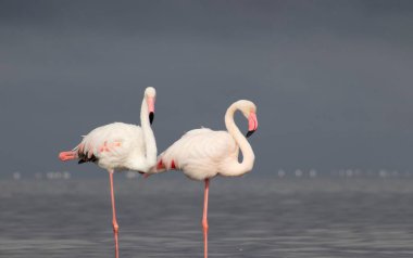 Afrika vahşi kuşları. Sabah mavi gölde iki büyük flamingo.