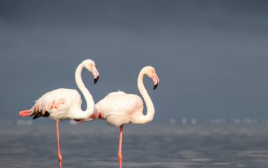 Vahşi Afrika kuşları. Mavi gölün etrafında parlak gökyüzüne karşı yürüyen iki büyük Afrikalı flamingo.