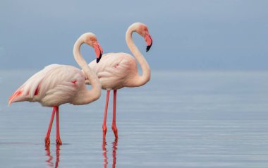 Vahşi Afrika kuşları. Mavi gölün etrafında parlak gökyüzüne karşı yürüyen iki büyük Afrikalı flamingo.