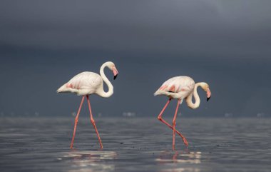 Vahşi Afrika kuşları. Mavi gölün etrafında parlak gökyüzüne karşı yürüyen iki büyük Afrikalı flamingo.