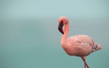 Büyük bir flamingo, canlı bir gökyüzünün altındaki mavi bir gölde zarafetle duruyor. Huzurlu ve büyüleyici vahşi yaşam sahnesi doğa ve seyahat projeleri için mükemmel.