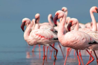 Pembe flamingo sürüsü berrak mavi bir gökyüzünün altında sakin bir gölün yanında duruyor. Güzel bir doğa manzarası, ekoloji, vahşi yaşam ve seyahat ile ilgili projeler için mükemmel.