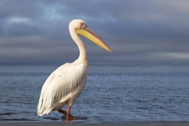 Afrika vahşi kuşu. Yalnız bir pelikan Mavi bir gölde Bulutlu bir gökyüzüne karşı