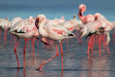 Pembe flamingo sürüsü berrak mavi bir gökyüzünün altında sakin bir gölün yanında duruyor. Güzel bir doğa manzarası, ekoloji, vahşi yaşam ve seyahat ile ilgili projeler için mükemmel.