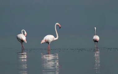 Afrika vahşi kuşları. Gökyüzüne karşı mavi gölde büyük bir flamingo sürüsü