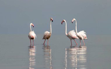 Afrika vahşi kuşları. Gökyüzüne karşı mavi gölde büyük bir flamingo sürüsü