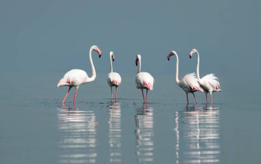 Afrika vahşi kuşları. Gökyüzüne karşı mavi gölde büyük bir flamingo sürüsü