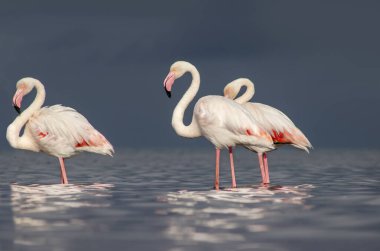 Vahşi Afrika kuşları. Pembe flamingo sürüsü Bir yaz gününde mavi su yansıması