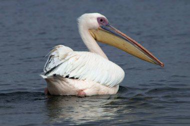 Güneşli bir sabahta mavi göldeki büyük beyaz pelikan.