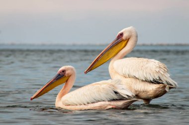 Afrika vahşi kuşları. Mavi göldeki büyük pelikanlar bir yaz sabahında