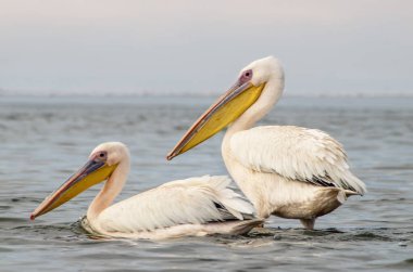 Afrika vahşi kuşları. Mavi göldeki büyük pelikanlar bir yaz sabahında