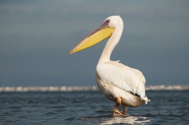 Afrika vahşi kuşları. Güneşli bir günde mavi bir gölde yalnız bir pelikan.