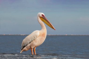 Afrika vahşi kuşları. Güneşli bir günde mavi bir gölde yalnız bir pelikan.