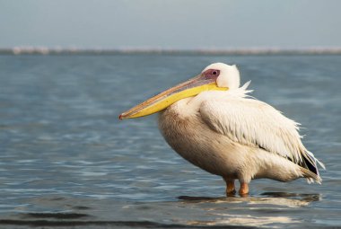 Afrika vahşi kuşları. Güneşli bir günde mavi bir gölde yalnız bir pelikan.