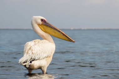 Afrika vahşi kuşları. Güneşli bir günde mavi bir gölde yalnız bir pelikan.