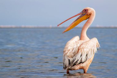 Afrika vahşi kuşları. Güneşli bir günde mavi bir gölde yalnız bir pelikan.