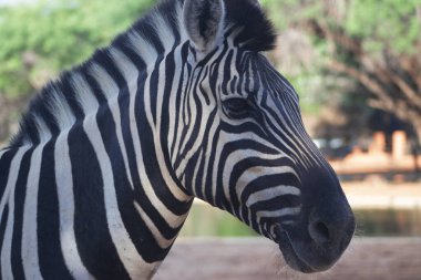 Vahşi bir Afrika hayvanı. Otlaktaki bir dağ zebrasının yakın çekimi. 