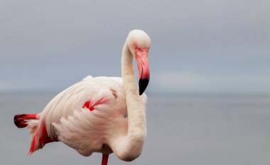 Görkemli bir flamingonun açık mavi gökyüzüne yakın çekimi. Bu detaylı çekim kuşların canlı pembe tüylerini ve zarif duruşunu vurguluyor. Bu da onu vahşi yaşam ve koruma projeleri için mükemmel yapıyor.