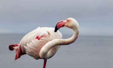 Görkemli bir flamingonun açık mavi gökyüzüne yakın çekimi. Bu detaylı çekim kuşların canlı pembe tüylerini ve zarif duruşunu vurguluyor. Bu da onu vahşi yaşam ve koruma projeleri için mükemmel yapıyor.