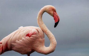 Görkemli bir flamingonun açık mavi gökyüzüne yakın çekimi. Bu detaylı çekim kuşların canlı pembe tüylerini ve zarif duruşunu vurguluyor. Bu da onu vahşi yaşam ve koruma projeleri için mükemmel yapıyor.