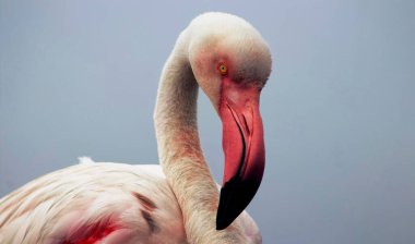 Görkemli bir flamingonun açık mavi gökyüzüne yakın çekimi. Bu detaylı çekim kuşların canlı pembe tüylerini ve zarif duruşunu vurguluyor. Bu da onu vahşi yaşam ve koruma projeleri için mükemmel yapıyor.