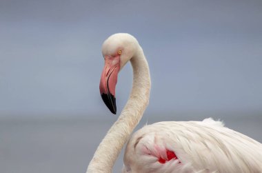 Görkemli bir flamingonun açık mavi gökyüzüne yakın çekimi. Bu detaylı çekim kuşların canlı pembe tüylerini ve zarif duruşunu vurguluyor. Bu da onu vahşi yaşam ve koruma projeleri için mükemmel yapıyor.
