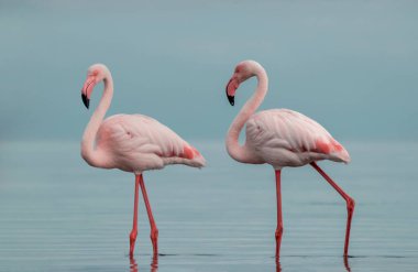 Vahşi Afrika kuşları. Mavi gölün etrafında parlak gökyüzüne karşı yürüyen iki büyük Afrikalı flamingo.
