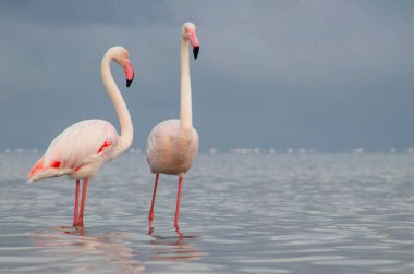 Afrika vahşi kuşları. Sabah mavi gölde iki büyük flamingo.