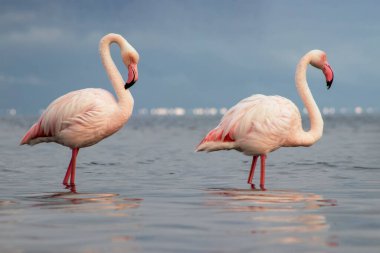 Afrika vahşi kuşları. Sabah mavi gölde iki büyük flamingo.